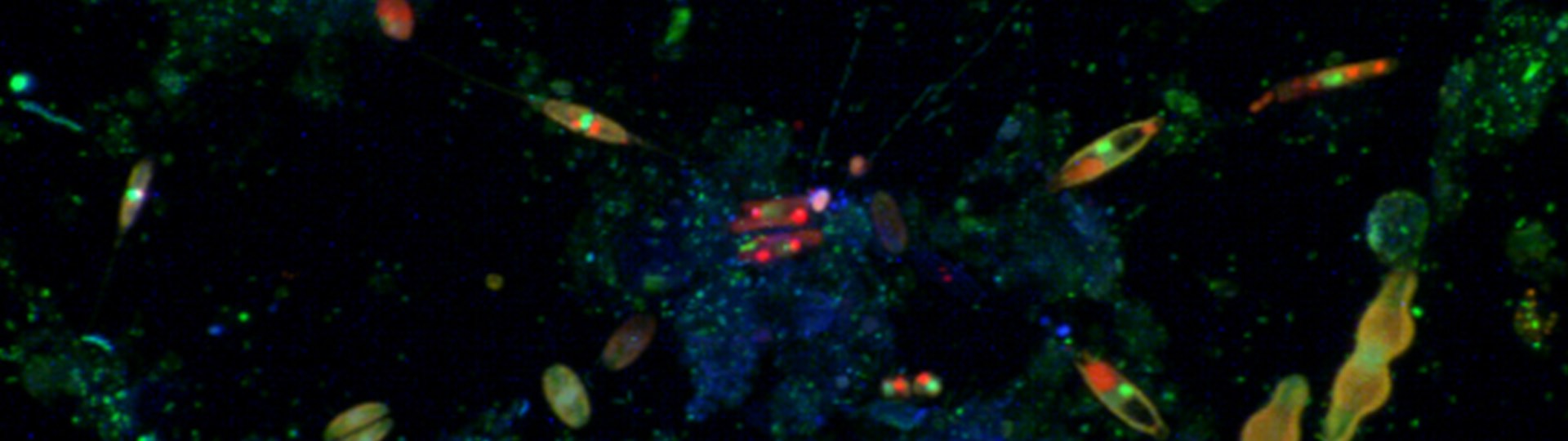 Biofilm marino con diverse specie di batteri e di diatomee.